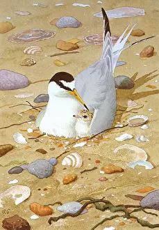 Sterna: Little Tern, Sterna albifrons