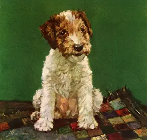 Thorne: A Little Terrier
