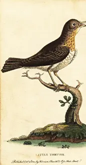 The Naturalists Pocket Magazine: Little thrush, Turdus minor