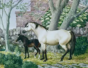 Tunnicliffe: The Little Welsh Mare