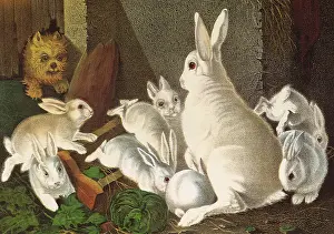 Bunnies: My Little White Bunnies Receiving a Visitor