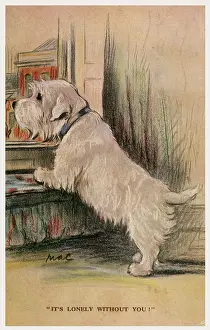 Sealyham: Little white terrier waits patiently looking out of a window