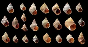 Periwinkle: Littorina sp. periwinkle