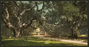 Oaks: Live oaks at Berkely College