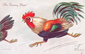 Ellam: Lively cockerel chasing hen