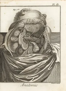 Abdomen: Liver, duodenum, pancreas, and other organs