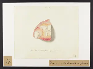 Liver: Liver: Formation of Tissue