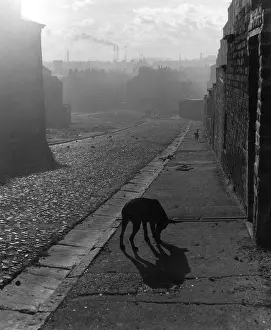 LIVERPOOL/STREET/DOG