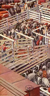 Husbandry: Livestock