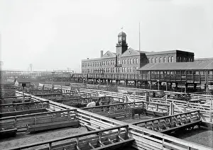 Stockyards: Livestock - Animals - Cattle - Industry
