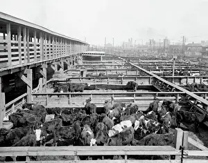 Stockyards: Livestock - Animals - Cattle - Industry