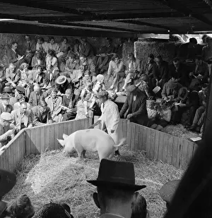 Auctions: Livestock Auction