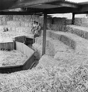 Auctions: Livestock Auction Ring