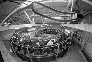 Odintsovo: Livestock breeding complex of Naro-Osanovsky state farm