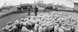Sverdlov: Livestock Complex