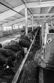 Distribution: Livestock farm