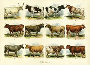 Milker: Livestock farming
