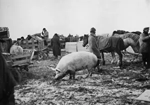 Ostsiedlung: Livestock is transported as part of the resettlement in