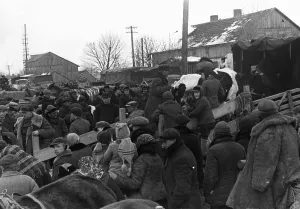 Beef: Livestock is transported as part of the resettlement in