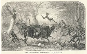 Interrupted: Livingstone - Buffalo