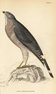 Swainson: Lizard buzzard, Kaupifalco monogrammicus