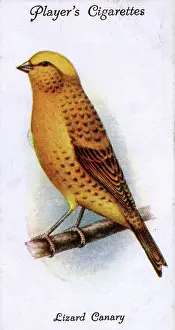 Canaries: Lizard Canary