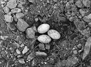 Lacerta: LIZARD EGGS