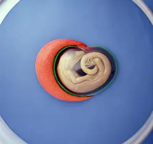 Curl: Lizard embryo