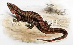 Rufescens: LIZARD - RED TEGU