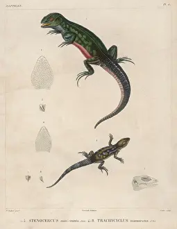 Marmoratus: Two Lizard Species