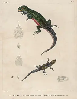 Labelled: Two Lizard Species