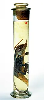 Lacertilia: Lizard specimen held in the Darwin Centre