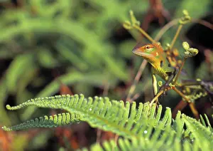 Scaled: Lizard, Sri Lanka
