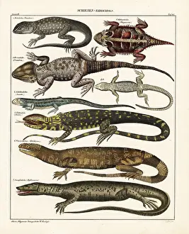 Amboina: Lizard varieties
