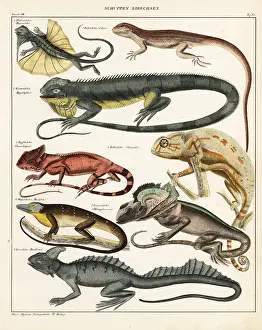 Iguana: Lizard varieties