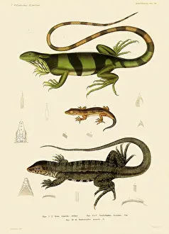 Reptilia: Lizards