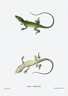 Reptilia: Lizards. Anolius Carolinensis