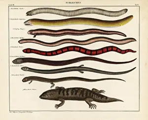 Allgemeine: Lizards and skinks