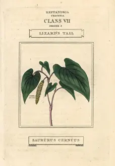 Duppa: Lizard's tail, Saururus cernuus
