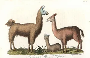 Vicuna: Llama, alpaca, and vicuna
