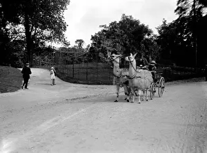 Llamas: LLAMA CARRIAGE