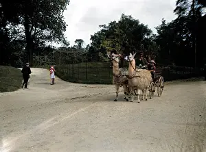 Llamas: LLAMA CARRIAGE