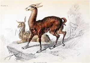 Guanaco: LLAMA/GUANACO 1835