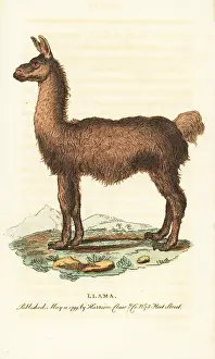 Glama: Llama, Lama glama