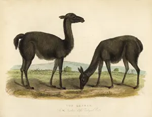 Smellie: Llama, Lama glama