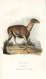 Ruminantia: Llama, Lama glama