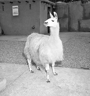 Lama: Llama