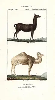 Dromedary: Llama, Lama glama, and dromedary camel, Camelus dromedarius