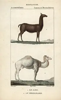 Dromedary: Llama, Lama glama, and dromedary camel, Camelus dromedarius