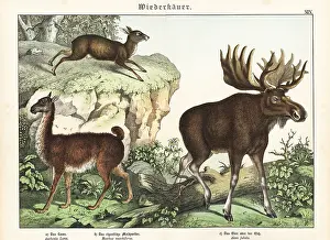 Llama, musk deer and elk
